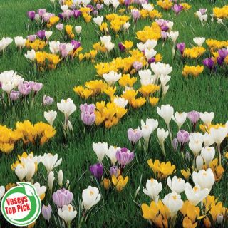 Giant Crocus Mix Thumbnail